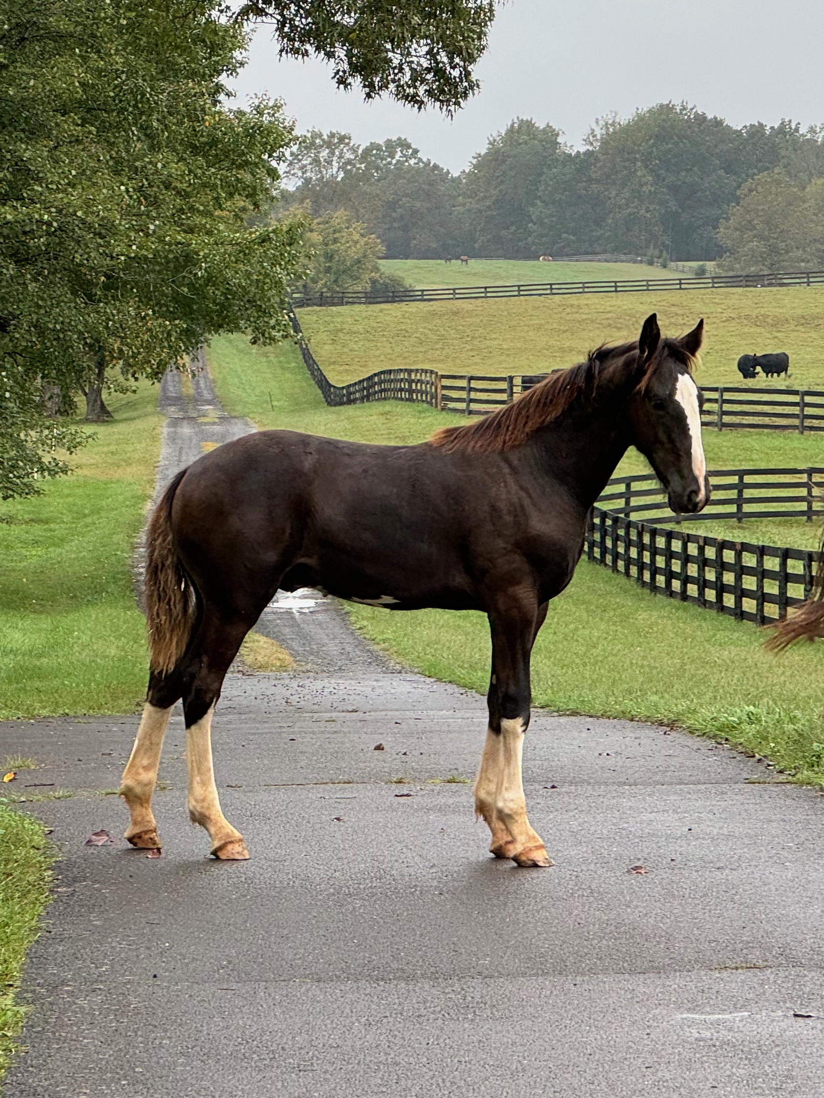 Ulysses facing right